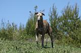 GREYHOUND 139